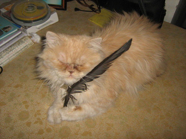 Венера Васюткина