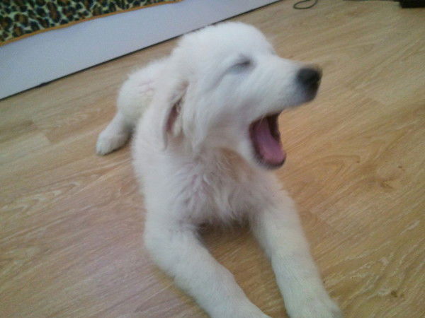 Светлана Аброскина