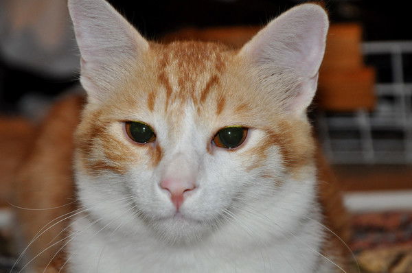 Евгений Мороз