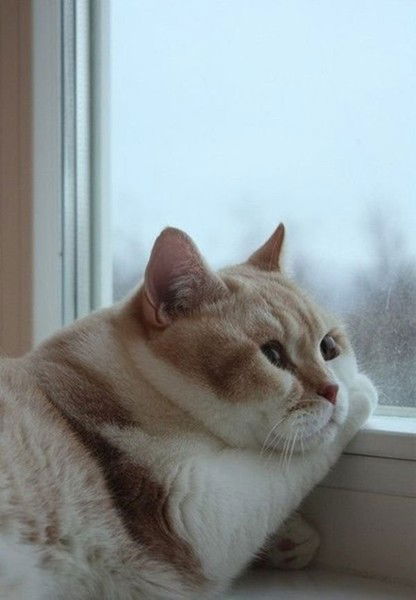 Сатир Венбах