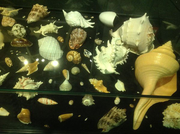 Шынар Армияшева