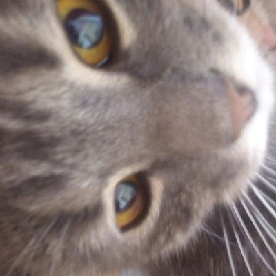 София Желонкина