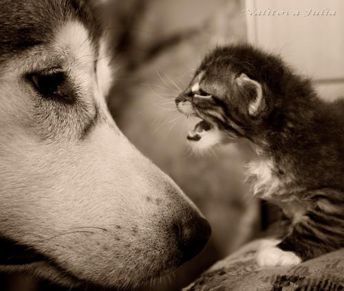 Владимир Лореш