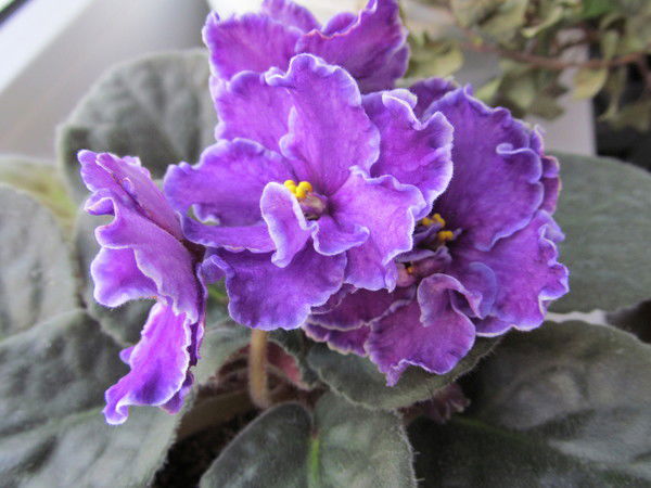 Надя Антонова