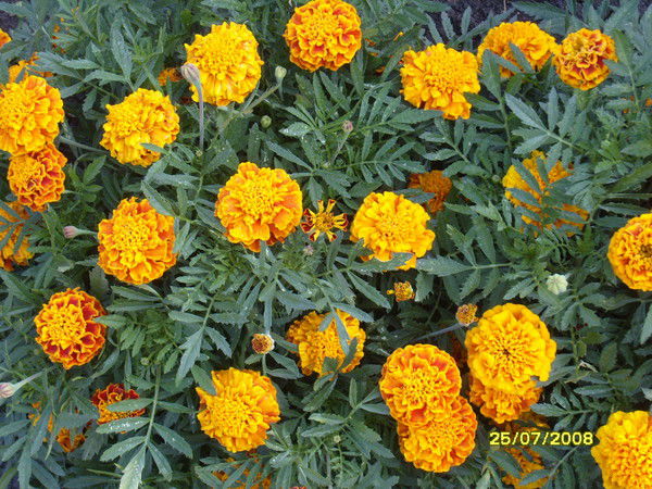 Елена Мартынова