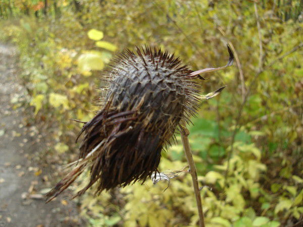 Татьяна Мелешко
