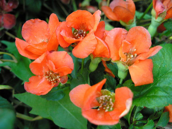 Ольга Шебалина