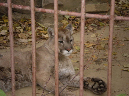 Елена Магазямова