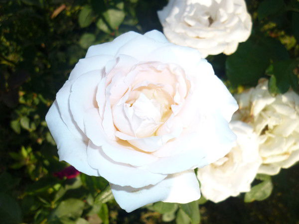 Гуляим Длимова