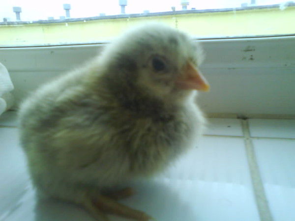 Лейсан Залялутдинова