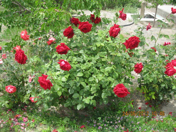 Турсунай Кулова