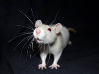 Глотова Оксана