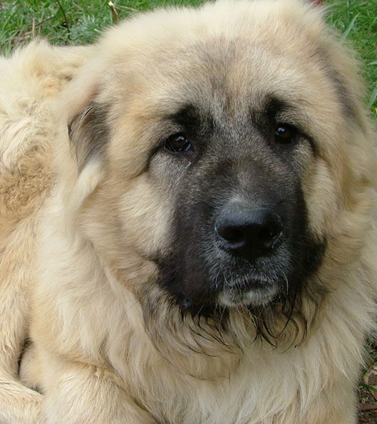 Ксения Чаколья Перес