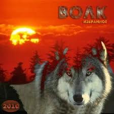 Волк Одинокий