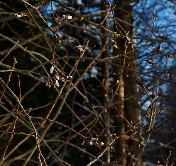 Алексей Морозов