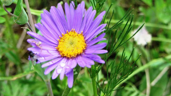 Vera Ishmulina ......