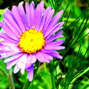 Vera Ishmulina ......