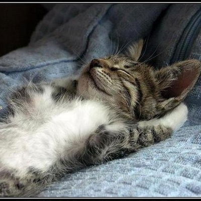 Влад Коржич