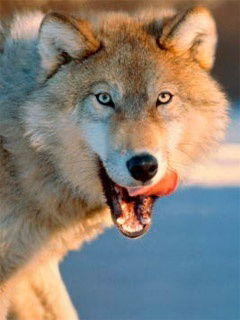 Александр Петров