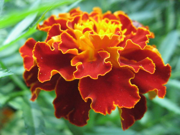 Юля Грузкова