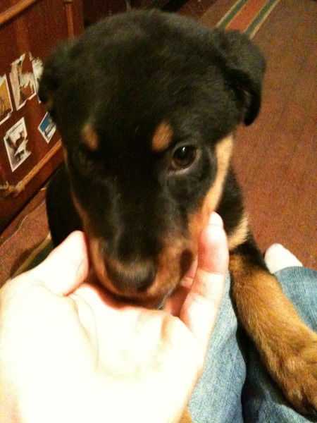 Александр Паршутин