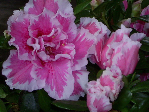 Нина Привалова