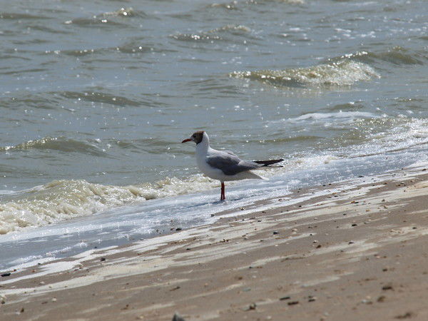 Ирина Григорьева (Павшукова)