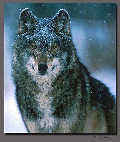 Волчица Одинокая