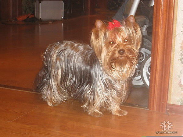 Оксана Луценко