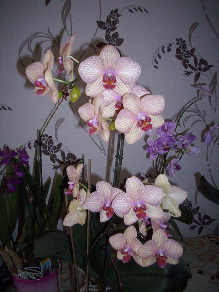 Swetlana Kr&amp;#228;uter