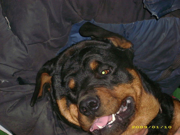 Илья Меркулов