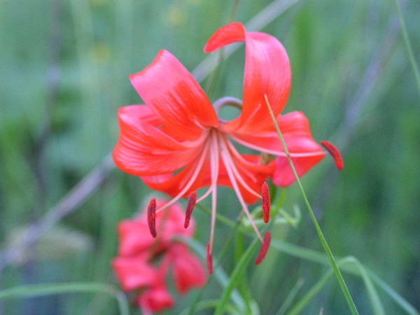 Мдоу Детский Сад №4 "березка"