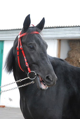 Орловский Рысак Рельеф