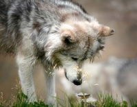 Ирина Шеметова