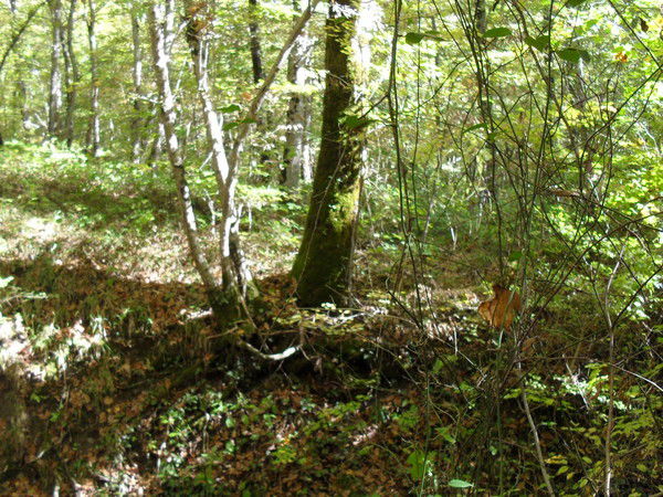 Людмила Саваровская