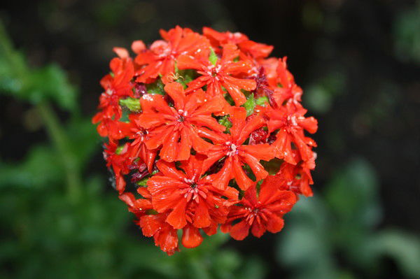 Ирина Гаврина