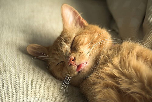 Елена Тарутина