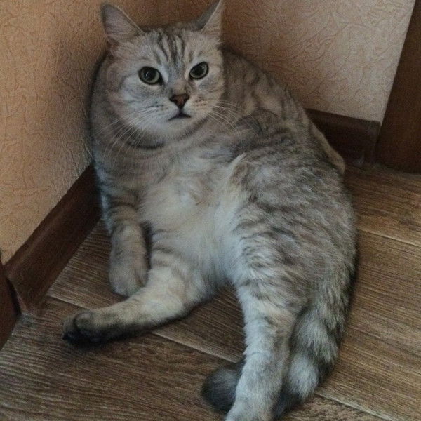 Александр Корнеев