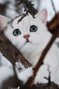 Оля Тарасова