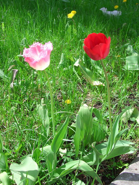 Елена Клюева