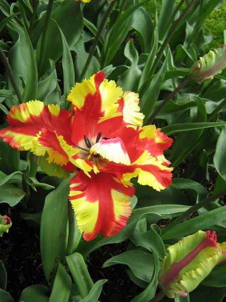 Лейла Герус