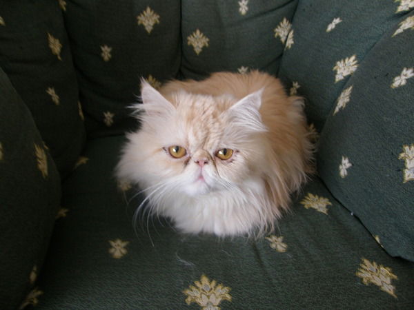 Светлана Шманцарь