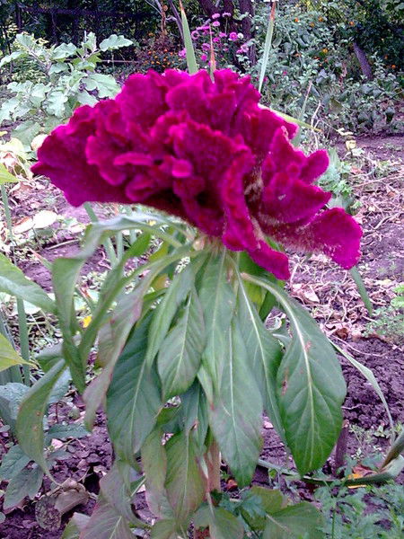 Наталья Славкова