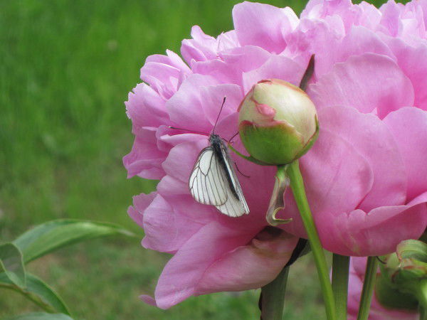 Людмила Северина