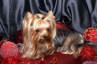 Софья Шибанова