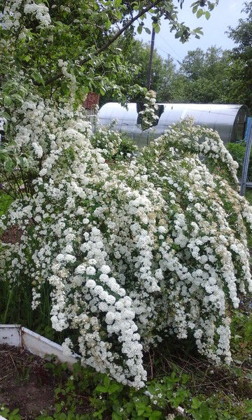 Людмила Мирошникова