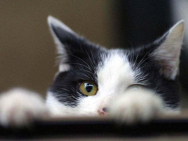 Ирина (Нф 76) Иванова