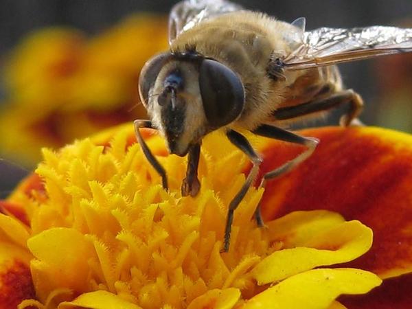 Герман Алексеев