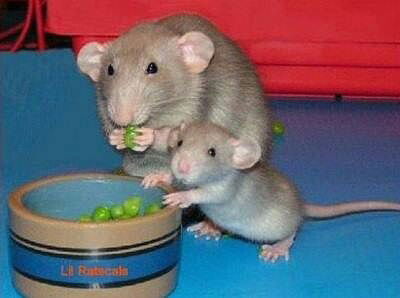 Ольга Новикова