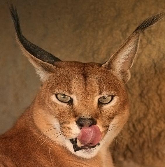 Танечка Ammora